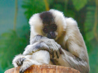 Obraz premium gibbon at zoo