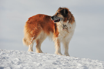 Border Collie dog standing on snow covered hill top
