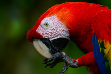 Scarlet Macaw closeup portrait on green background