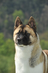 Portrait nice head of American Akita purebred dog with forest background