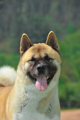 Portrait nice head of American Akita purebred dog with forest background