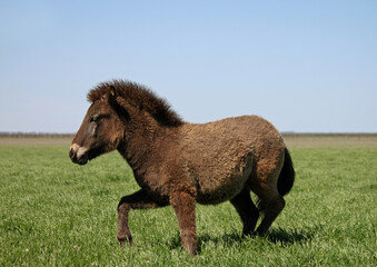 Beautiful horse in the field against the background of green grass and blue sky