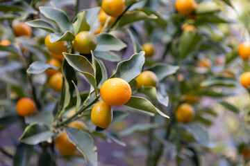 庭木に実ったオレンジ色の金柑