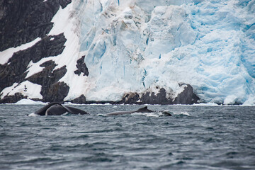 Whale fluke