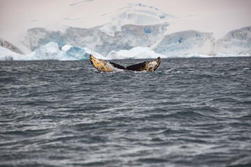 Whale fluke