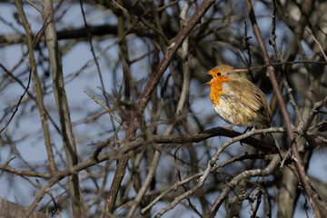 Robins on branch 