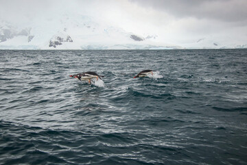 Gentoos in the water