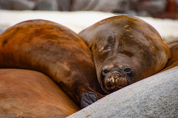 Elephant seals