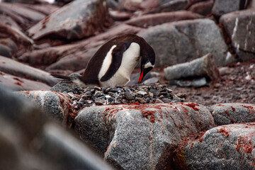 Gentoo Penguins