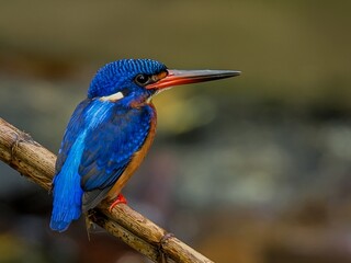 Blue eared kingfisher