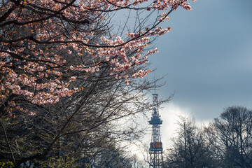 桜とさっぽろテレビ塔（北海道札幌市）