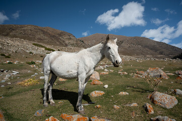 Obraz premium Wild white horse on grazing in Semenovskoe canyon in Kyrgyzstan Republic