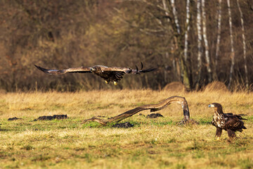 White-tailed eagle (Haliaeetus albicilla) coming in for a landing