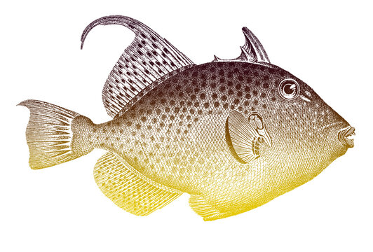 Bluespotted triggerfish balistes punctatus, threatened marine fish from Atlantic