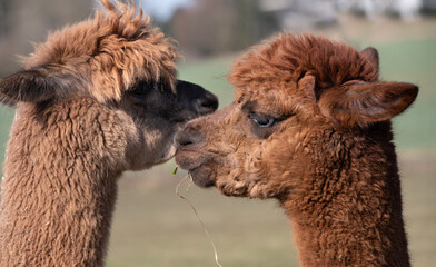 Two brown alpacas with long fur face each other. You can see the heads and necks of the animals. An animal has a blade of grass in its mouth.