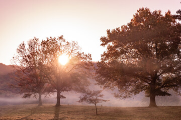 Beautiful morning light and fog in field with trees and mountains seen from Great Smoky Mountains in Tennessee