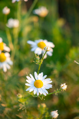 Chamomile of the field is pharmacy. Medicinal plant close-up, narrow focus.