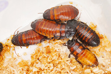 a large hissing Madagascar cockroach in sawdust on a white surface.