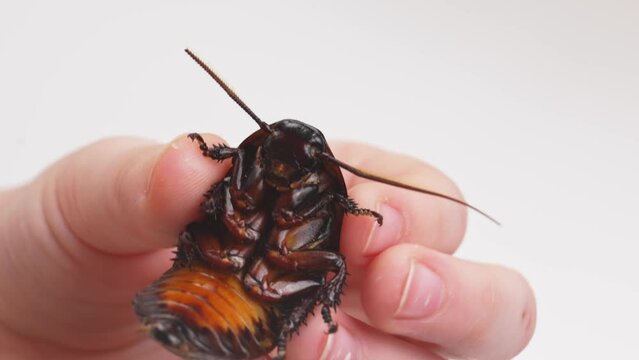 a large hissing Madagascar cockroach in children's hands
