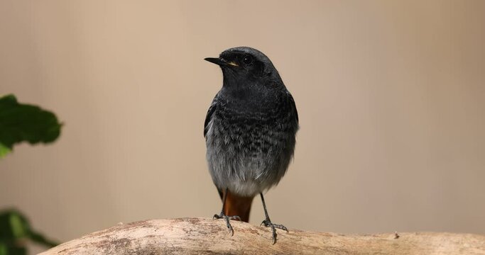 The black redstart male (Phoenicurus ochruros) small passerine bird.