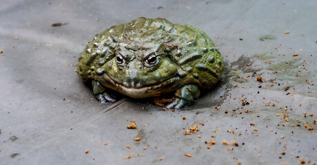 Giant African Bullfrog