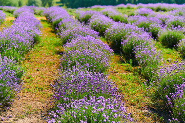 Obraz premium lavender field flowering bushes outdoors
