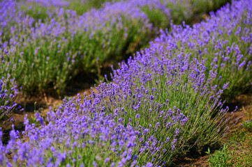 lavender field flowering bushes outdoors
