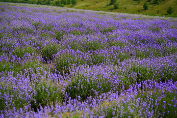 Fototapeta na wymiar lavender bushes in a farmer's field