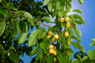 Cherries on a tree, harvest of ripe berries