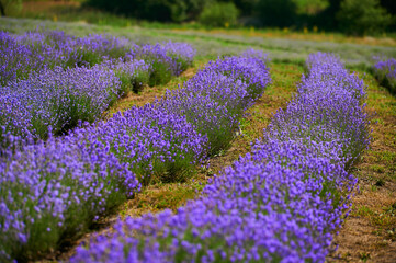 Fototapeta na wymiar lavender bushes in a farmer's field