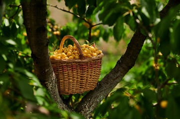 Fototapeta na wymiar Cherries in a basket, harvest of ripe berries