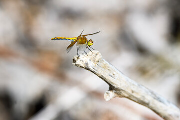 Dragon fly