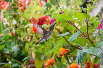 Hummingbird on a flower