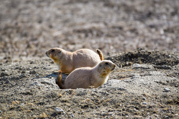 Prairie dogs in Boulder Colorado