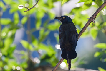 bird on a branch
