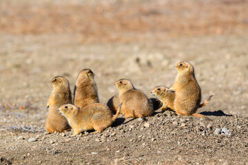 prairie dogs