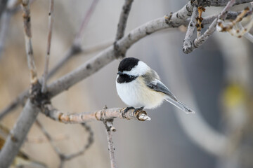 black capped chickadee
