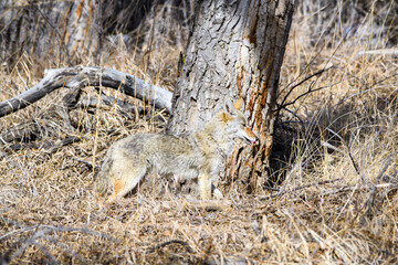 Coyote in the woods