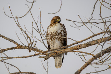 red tailed hawk