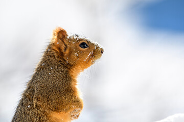 squirrel in the snow
