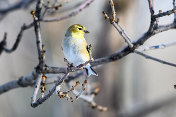 gold finch on branch