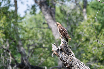 red-tailed hawk