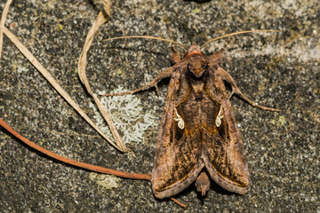 Common Looper Moth - Autographa precationis