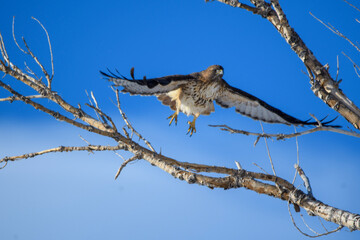 red tailed hawk in flight