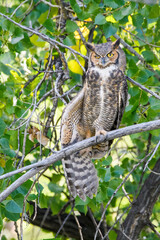 great horned owl on branch