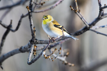 gold finch on tree