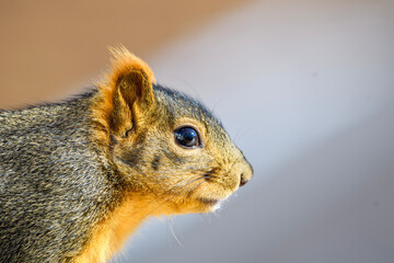 squirrel 