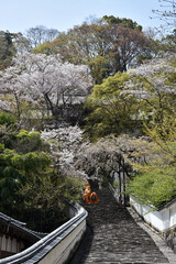 春の長谷寺　梅心院と昭和寮の間の参道　奈良県桜井市初瀬