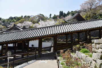 春の長谷寺　登廊　奈良県桜井市初瀬