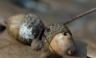 acorn on the stone